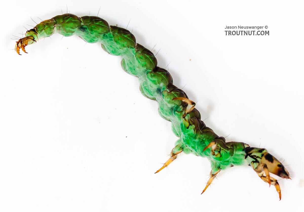 Rhyacophila fuscula (Green Sedge) Caddisfly Larva