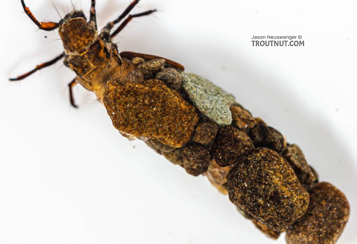 Neophylax (Autumn Mottled Sedges) Caddisfly Larva