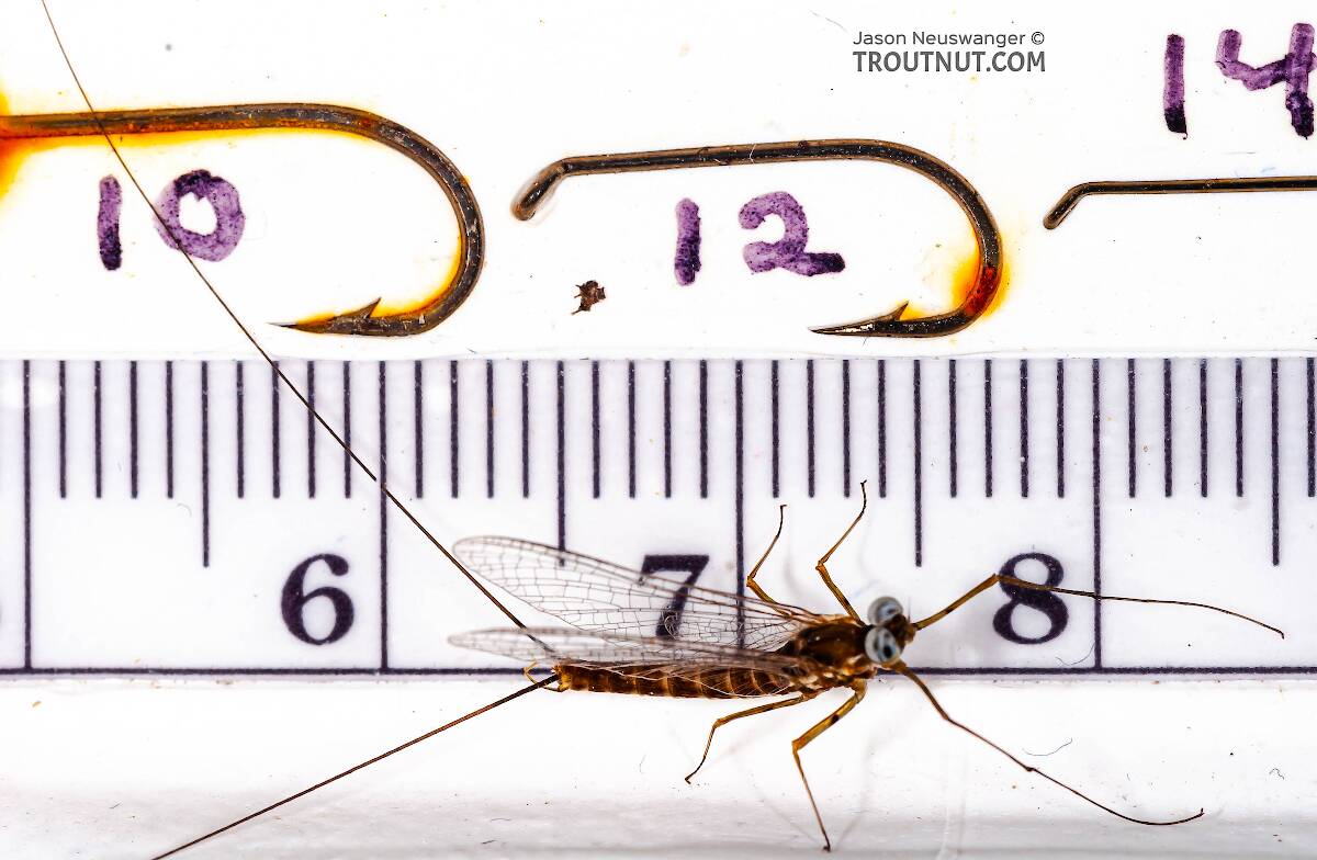Male Epeorus pleuralis (Quill Gordon) Mayfly Spinner