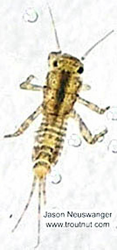 Ephemerellidae (Hendricksons, Sulphurs, PMDs, BWOs) Mayfly Nymph