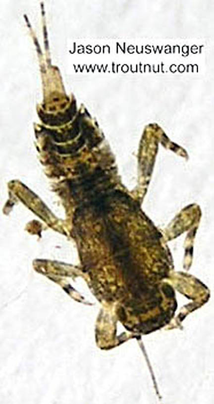 Ephemerella invaria (Sulphur) Mayfly Nymph