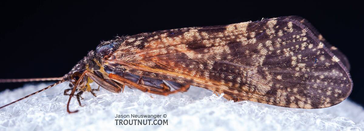 Hydropsyche aenigma (Spotted Sedge) Caddisfly Adult