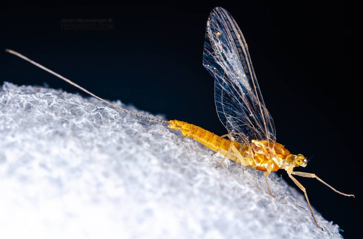 Female Ephemerella invaria (Sulphur) Mayfly Spinner