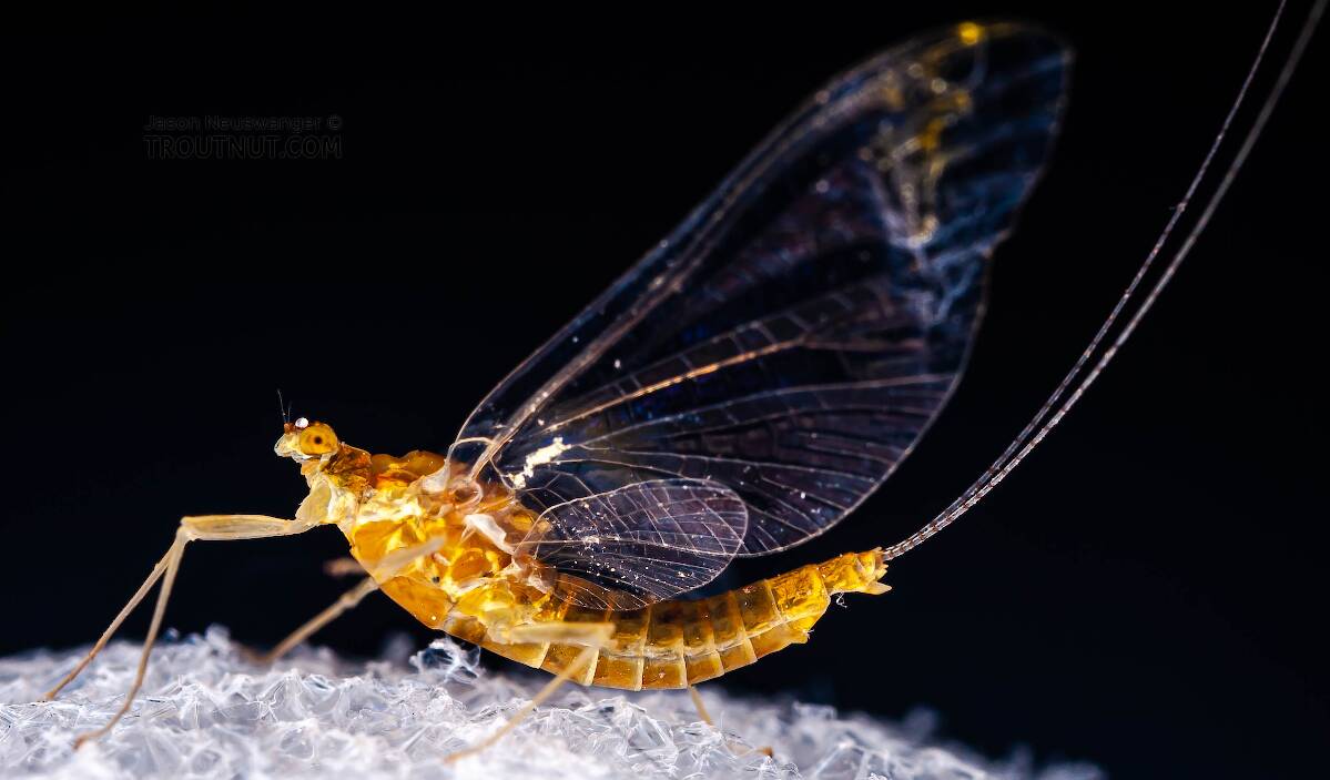 Female Ephemerella (Hendricksons, Sulphurs, PMDs) Mayfly Spinner