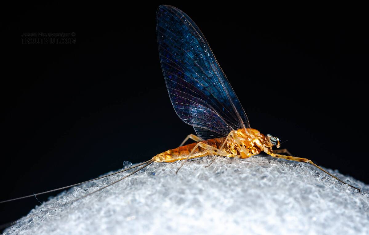 Female Epeorus vitreus (Sulphur) Mayfly Spinner