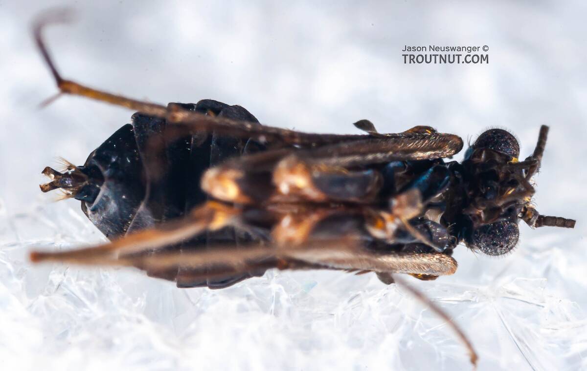Female Dolophilodes distinctus (Tiny Black Gold Speckled-Winged Caddis) Caddisfly Adult