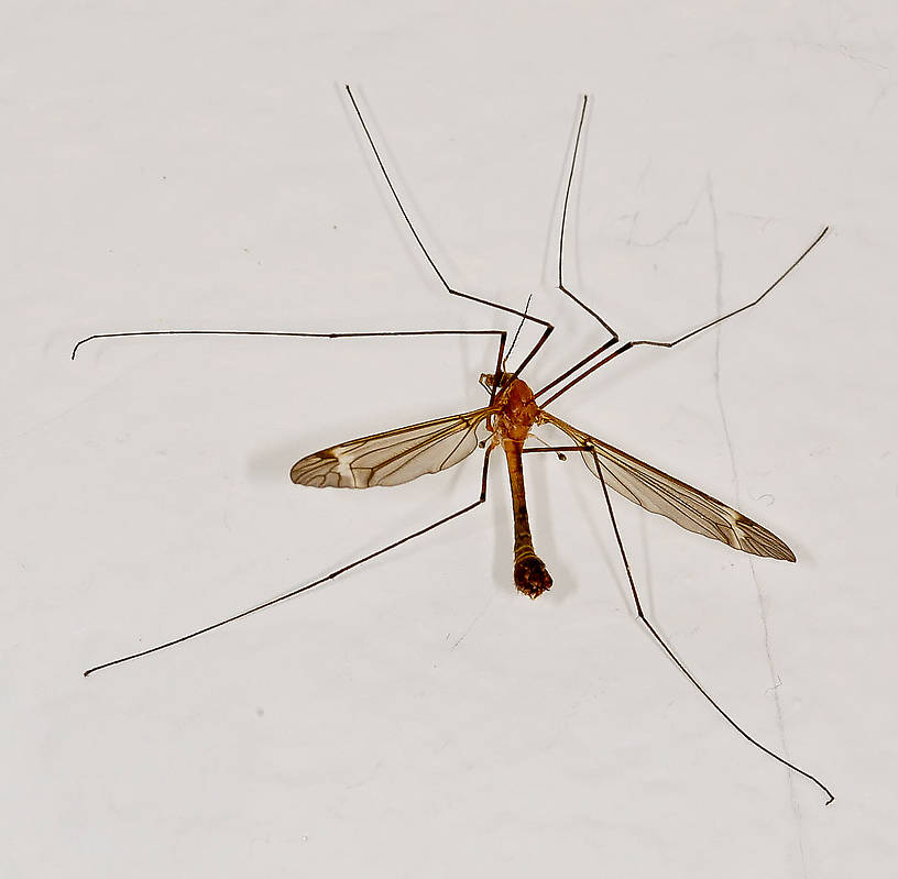 Tipulidae (Crane Fly) True Fly Adult from the Touchet River in Washington