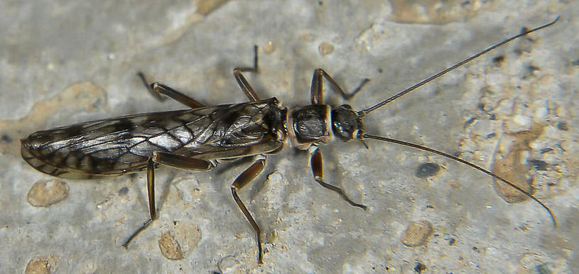 Male Doddsia occidentalis (Willowfly) Stonefly Adult