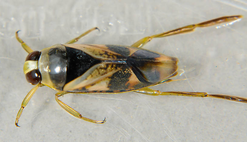 Notonectidae (Backswimmers) True Bug Adult