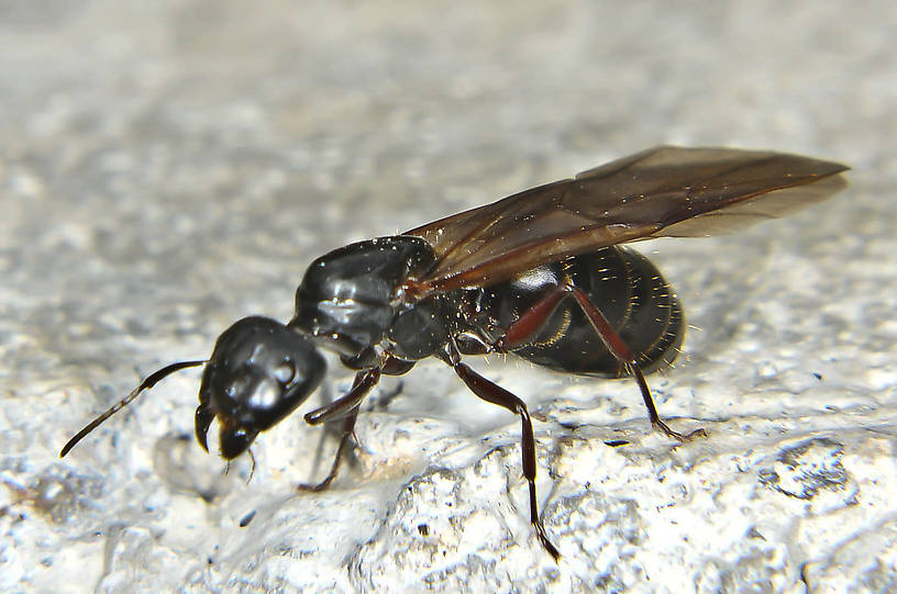 Formicidae (Ants) Insect Adult