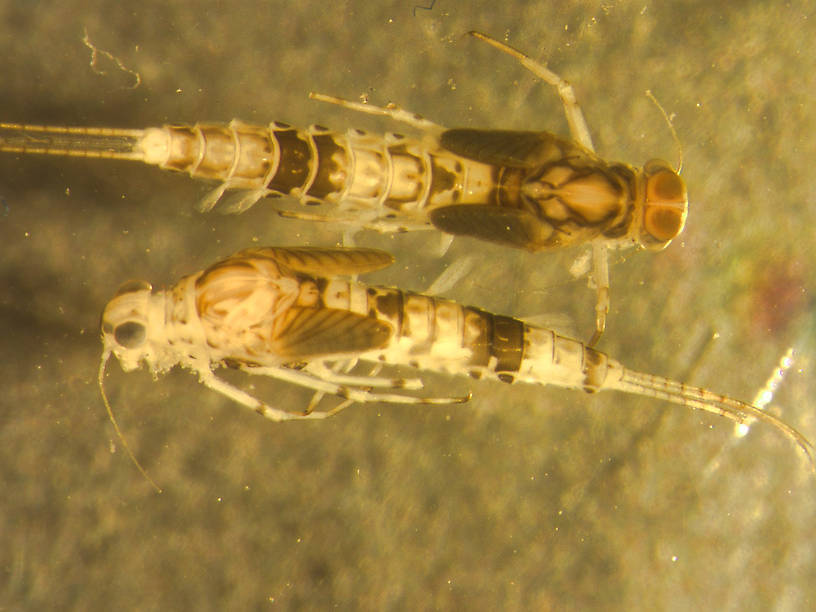 Anafroptilum conturbatum (Tiny Sulphur Dun) Mayfly Nymph