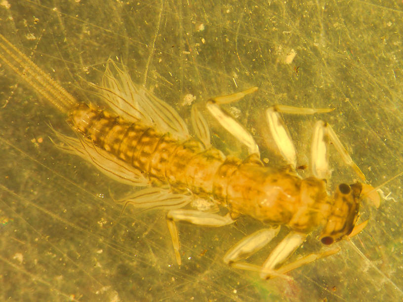 Paraleptophlebia bicornuta (Large Slate-Winged Mahogany Dun) Mayfly Nymph