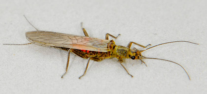 Isoperla fulva (Yellow Sally) Stonefly Adult