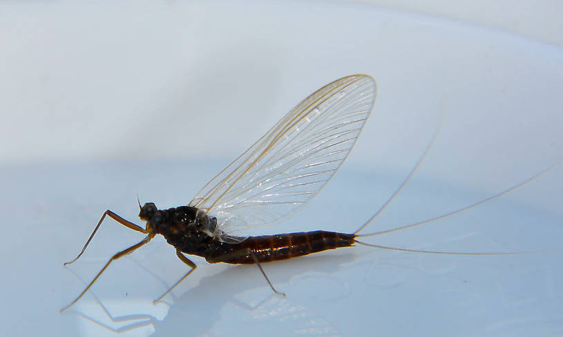 Female Paraleptophlebia (Blue Quills) Mayfly Spinner