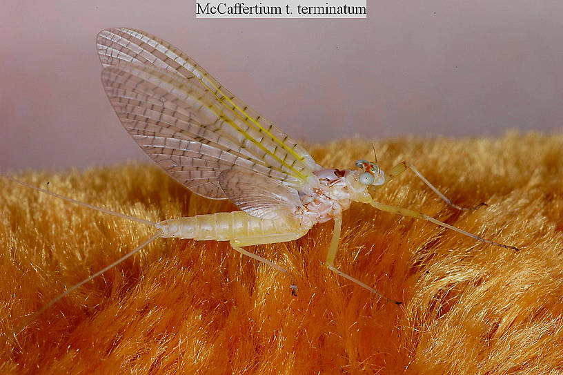 Female Stenonema terminatum  Mayfly Dun