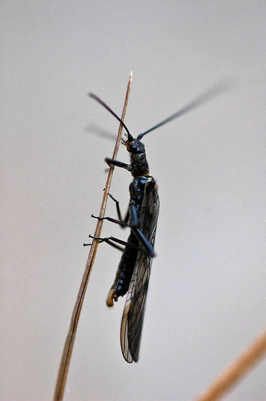 Male Taenionema pacificum (Willowfly) Stonefly Adult