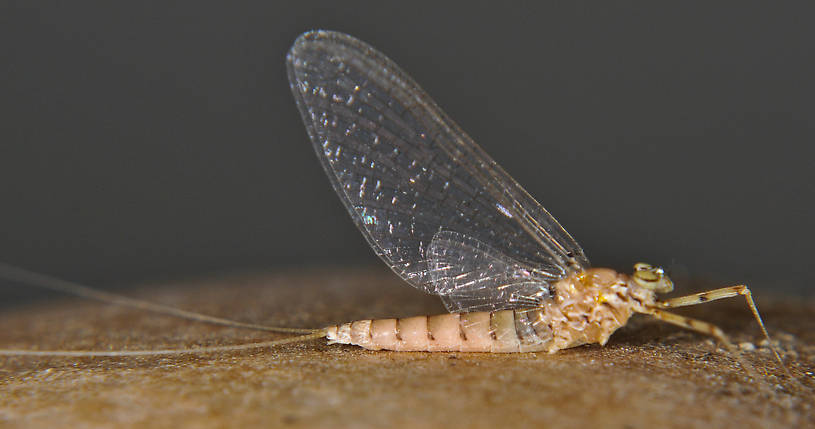Female Epeorus albertae (Pink Lady) Mayfly Spinner