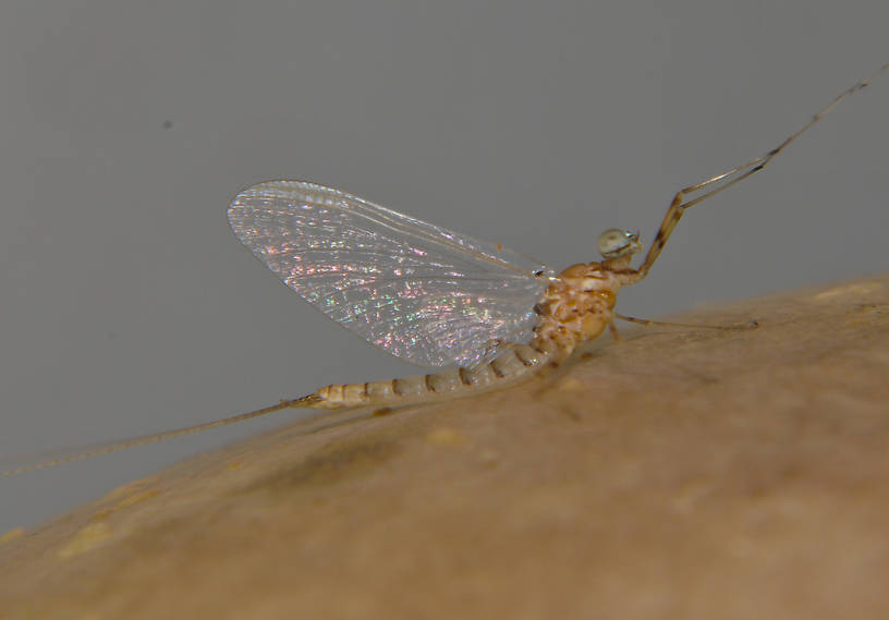 Male Epeorus albertae (Pink Lady) Mayfly Spinner