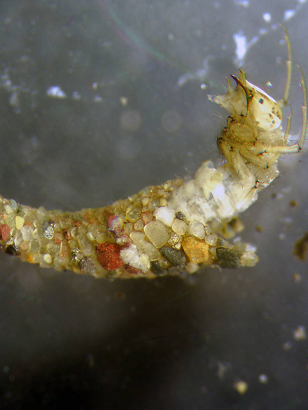 Oecetis (Leptoceridae) (Long Horn Sedge) Caddisfly Larva from the Flathead River-lower in Montana
