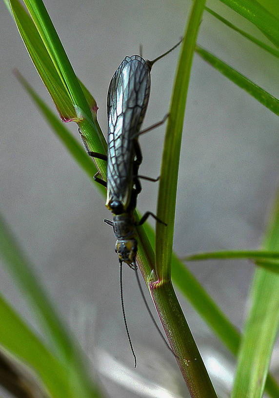 Paraperla wilsoni (Sallfly) Stonefly Adult