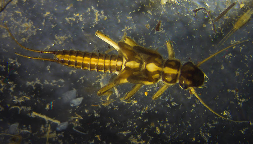 Isoperla (Stripetails and Yellow Stones) Stonefly Nymph