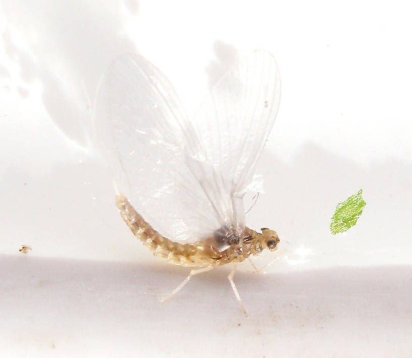 Female Anafroptilum album (Tiny Sulphur Dun) Mayfly Dun