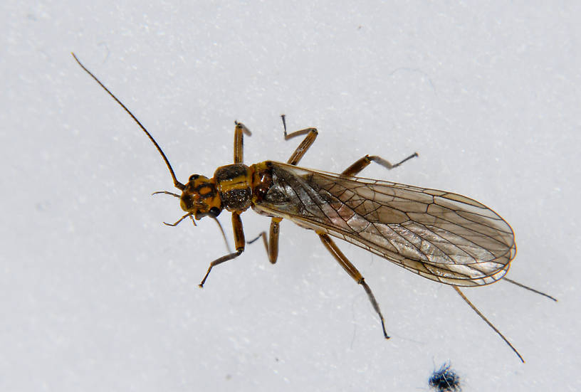 Male Isoperla fulva (Yellow Sally) Stonefly Adult
