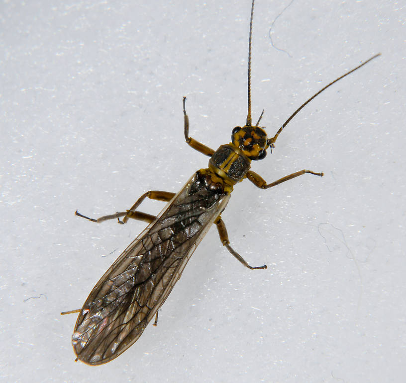 Isoperla fulva (Perlodidae) (Yellow Sally) Stonefly Adult from the  Touchet River in Washington