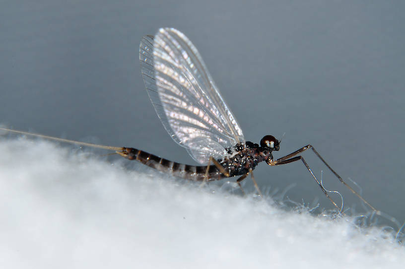 Male Neoleptophlebia heteronea (Blue Quill) Mayfly Adult