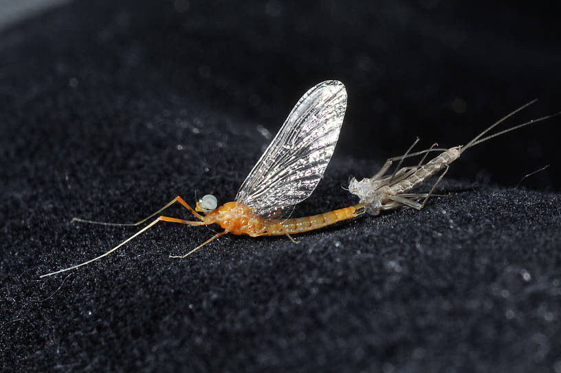 Male Cinygmula mimus  Mayfly Spinner