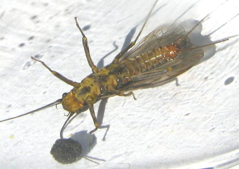 Female Skwala curvata (Large Springfly) Stonefly Adult