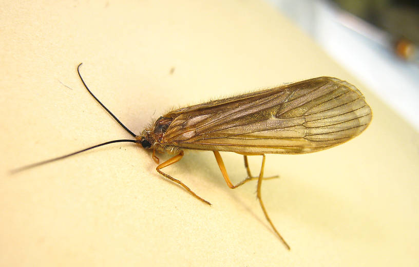 Female Dicosmoecus atripes (Limnephilidae) (October Caddis) Caddisfly Adult from the St. Joe River in Idaho