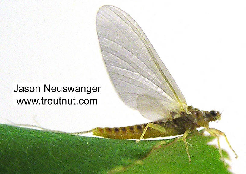 Female Ephemerella invaria (Ephemerellidae) (Sulphur) Mayfly Dun from unknown in Wisconsin