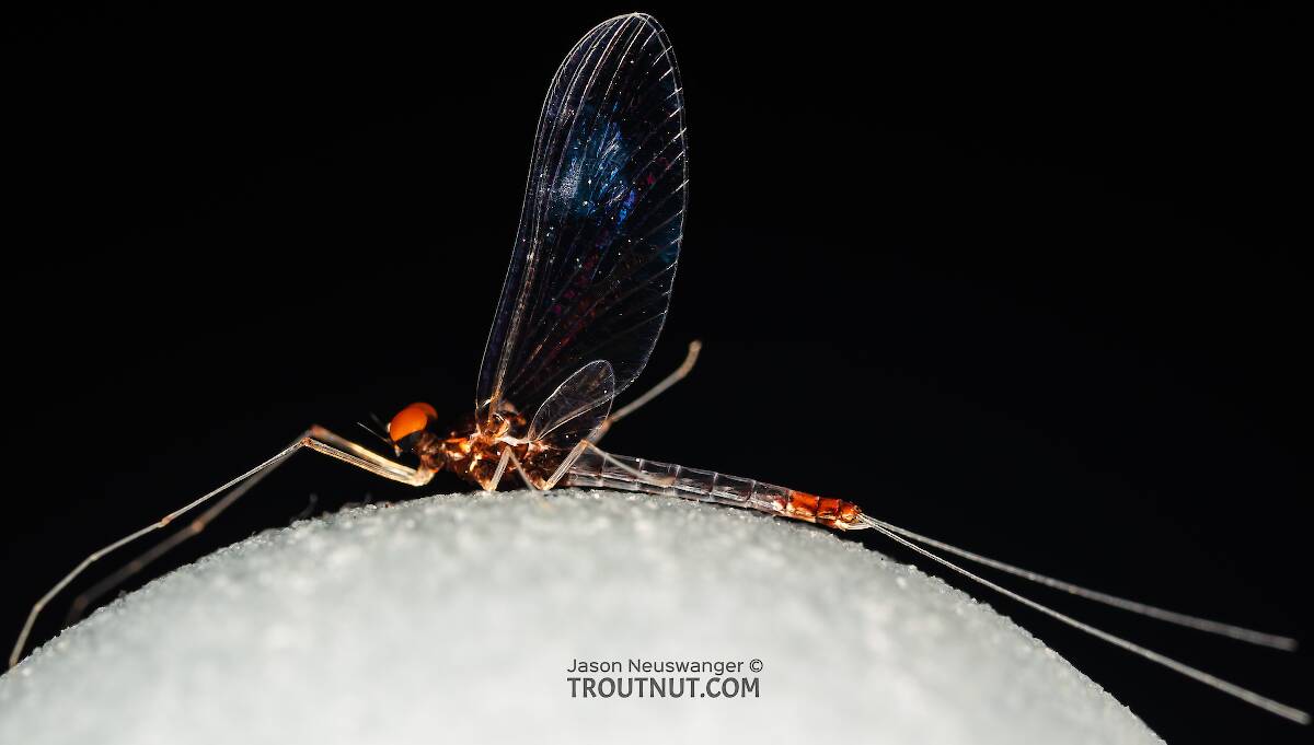 Male Paraleptophlebia sculleni  Mayfly Spinner