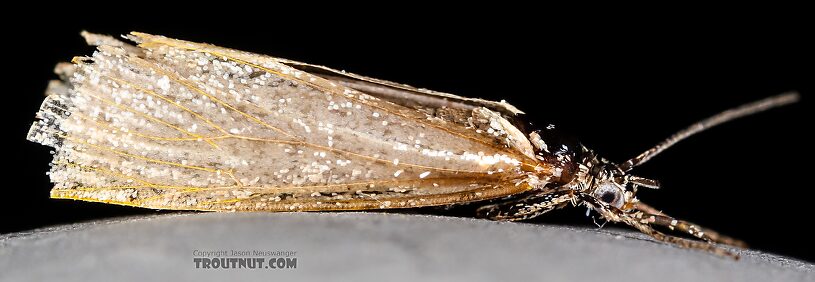 Lateral view of a Lepidoptera (Moth) Insect Adult from the Henry's Fork of the Snake River in Idaho