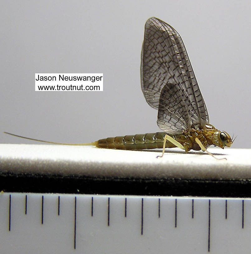 Female Isonychia bicolor (Mahogany Dun) Mayfly Dun