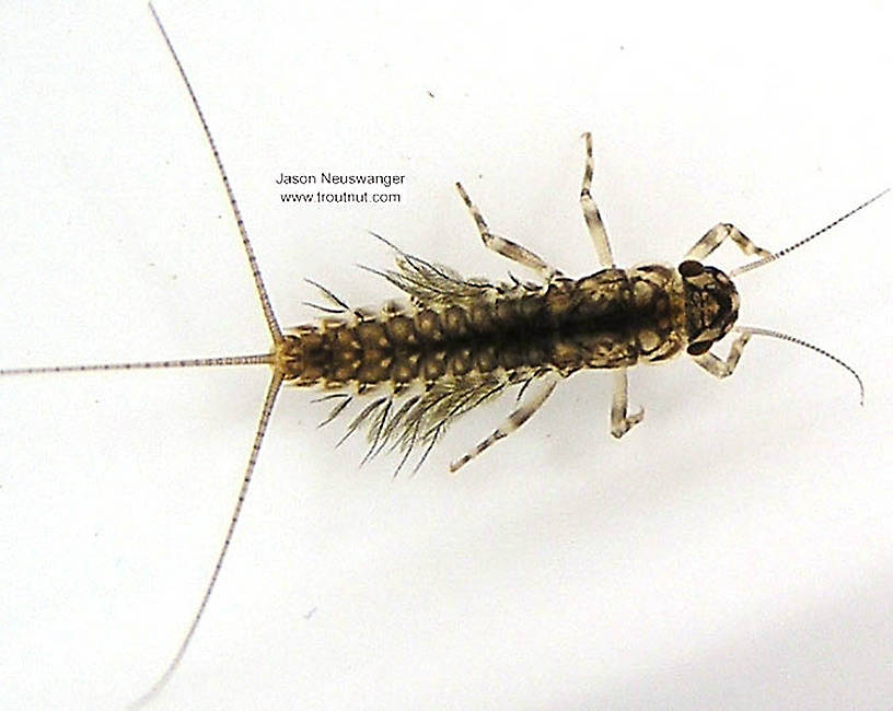 Leptophlebia cupida (Black Quill) Mayfly Nymph