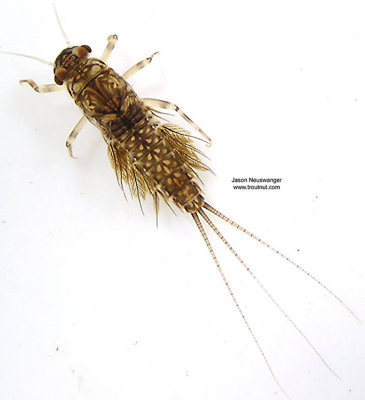Leptophlebia cupida (Black Quill) Mayfly Nymph