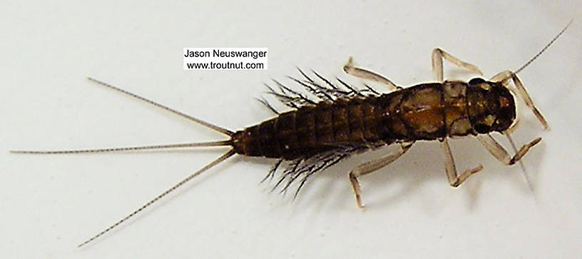 Paraleptophlebia (Blue Quills) Mayfly Nymph