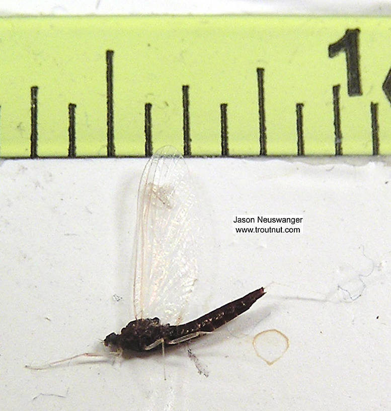 Female Paraleptophlebia (Blue Quills) Mayfly Spinner
