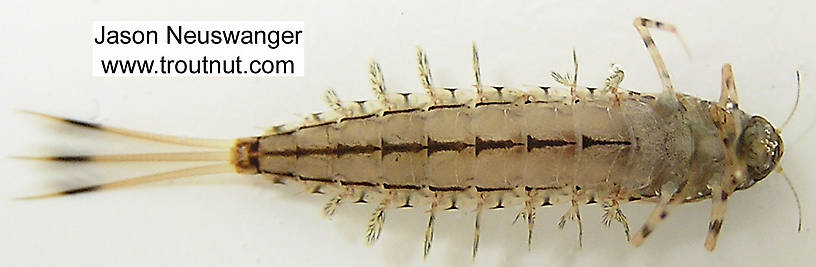 Siphloplecton basale (Pseudo-Gray Drake) Mayfly Nymph