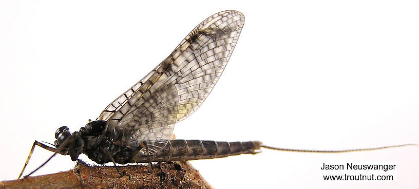 Lateral view of a Male Siphloplecton basale (Metretopodidae) (Pseudo-Gray Drake) Mayfly Dun from the Namekagon River in Wisconsin