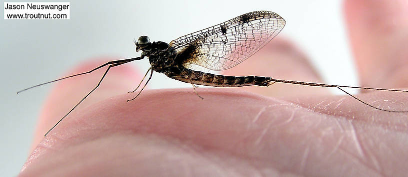 Male Siphloplecton basale (Pseudo-Gray Drake) Mayfly Spinner