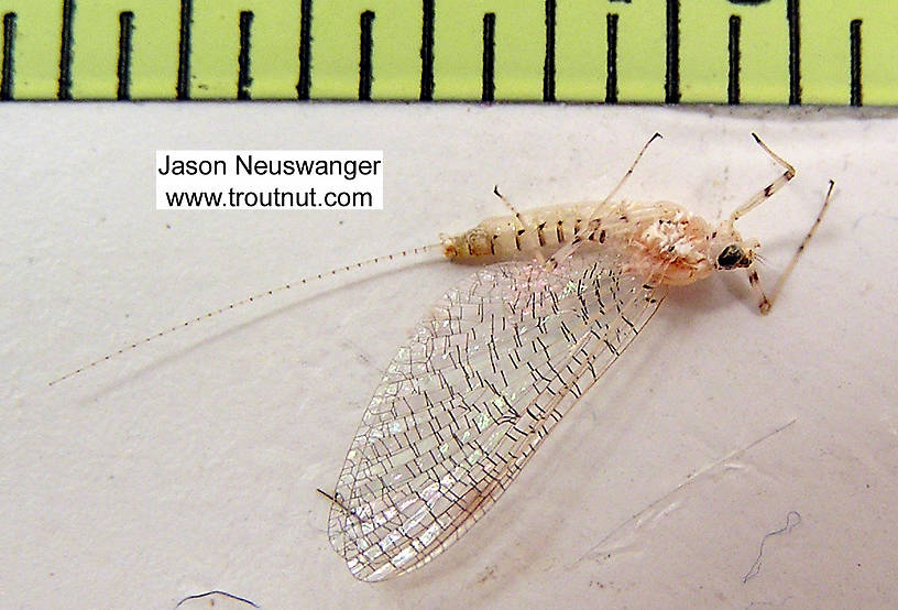 Female Heptageniidae (March Browns, Cahills, Quill Gordons) Mayfly Spinner from unknown in Wisconsin