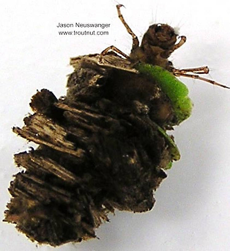 Platycentropus (Limnephilidae) (Chocolate and Cream Sedge) Caddisfly Larva from unknown in Wisconsin