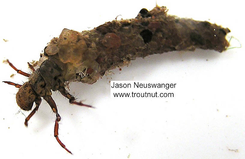 Trichoptera (Caddisfly) Insect Larva from unknown in Wisconsin
