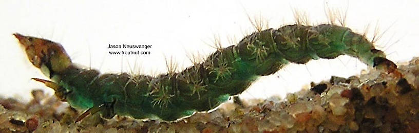 Rhyacophila brunnea (Green Sedge) Caddisfly Larva