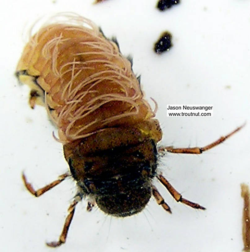 Dorsal view of a Limnephilidae (Giant Sedges) Caddisfly Larva from unknown in Wisconsin