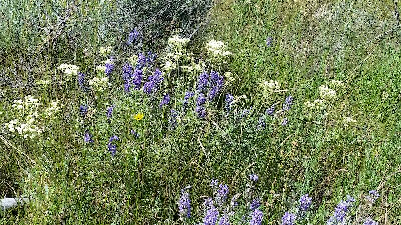 Wild Flowers along the Madison