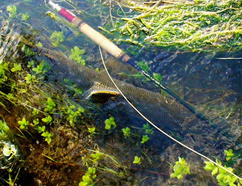 A massive male brown that ate a #18 CDC caddis.  It took me almost 15 minutes to land the fish.  It just wouldn't quit and I had a heck of a time getting him off the bottom and get his head up to the surface so I could slide the net under him. Not caught this trip and I don't think I ever posted this picture before.